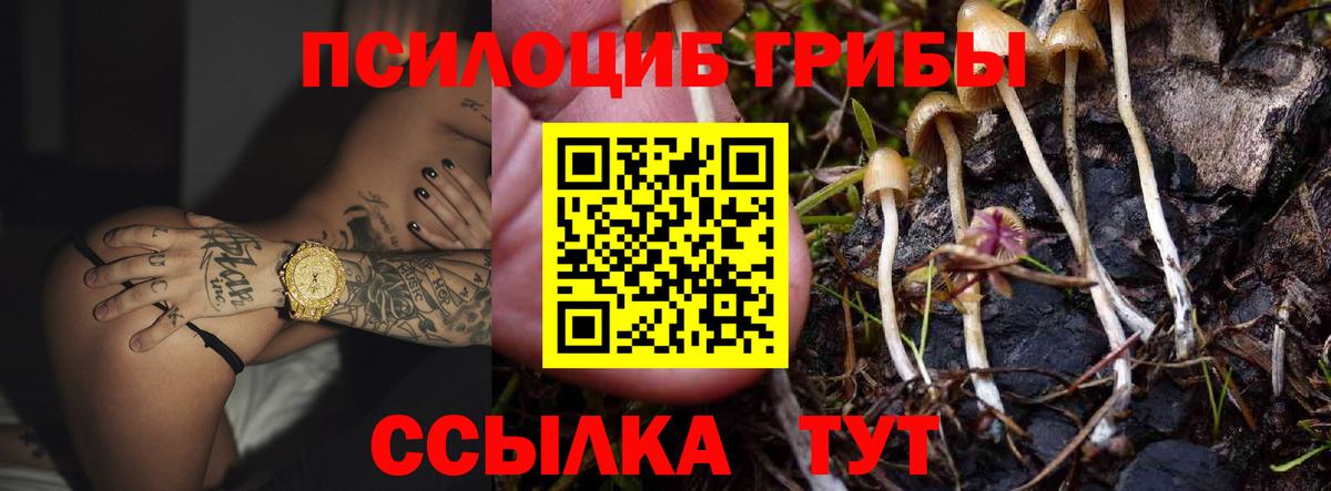 Псилоцибиновые грибы Psilocybe Алапаевск